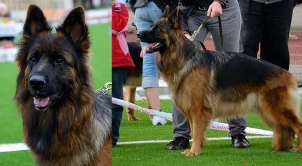 Sara-Cara aus dem Schloss Dinaburg