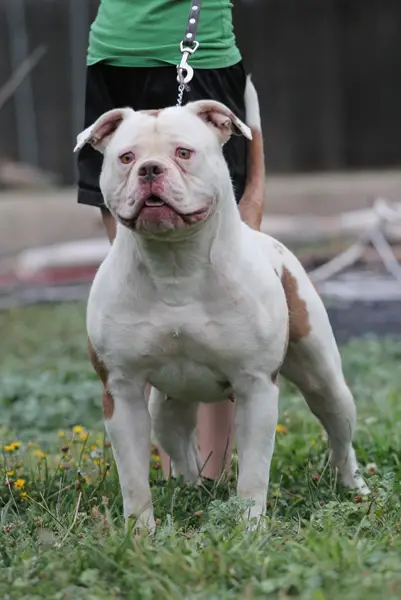 ABRA CH Simply Incred-A-Bull Lil Red Lamborghini