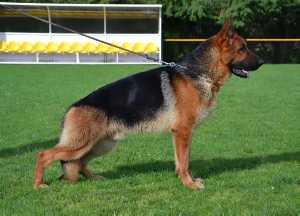 V Hogan della Valcuvia