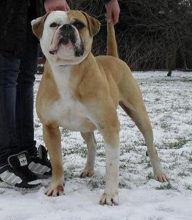 Hch'S backyards'S junkie the rock star