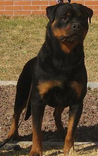 CH, MULTI BOB, Ben De Breogan