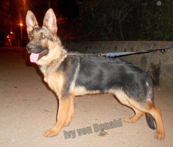 Ivy von Ronald de la Delhi