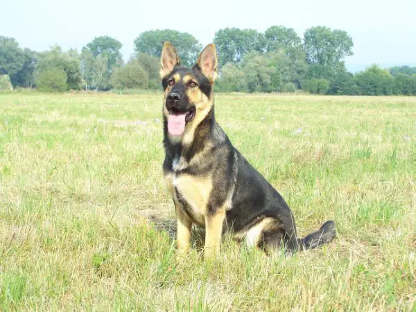 Brita Király Puszta