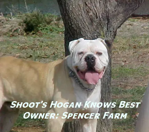 SHOOT'S HOGAN KNOWS BEST ''hodge''