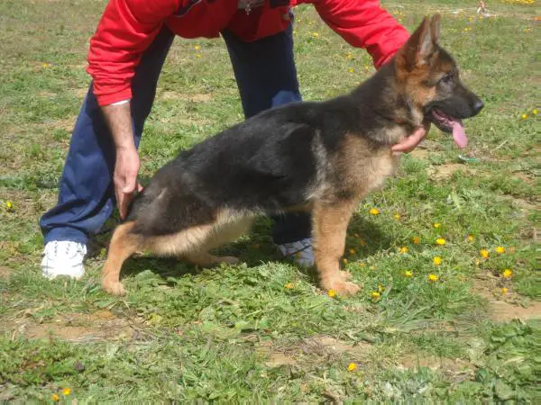 SG Bessy del Monte Saraceno