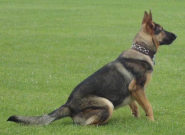 Sir Duke Von West
