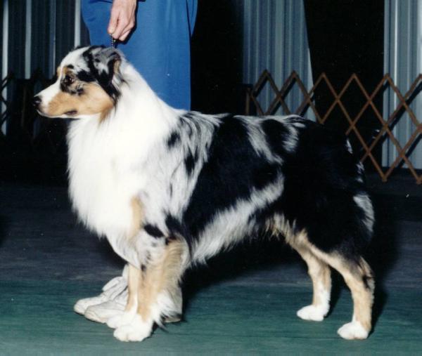 AKC CH Dawn Heirs Crusader of Kyrie STDs