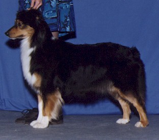 AKC CH Briarbrook Midnight Tessera STDs