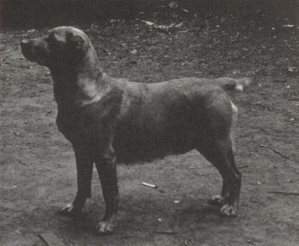 Nokeener Night Light