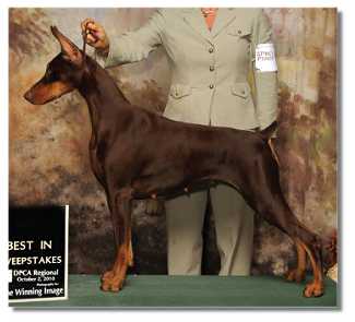 GCH Cambria’s Must Be Fate