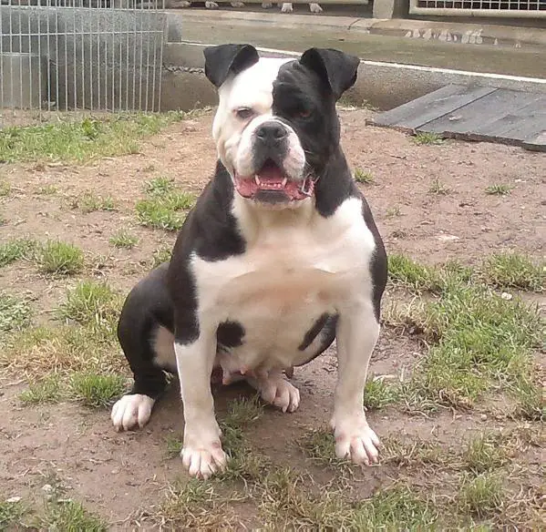 Lliebeig Panda
