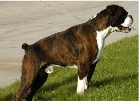 Trampas de las Arillas