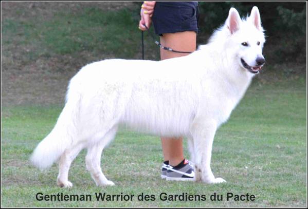 RCACS- BEST JEUNE Gentleman Warrior des Gardiens du Pacte