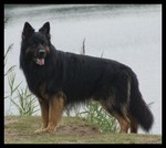 Andor Boy van Marjan's Meute