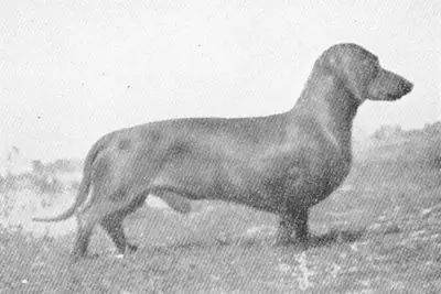 Tenor von Spree Athen