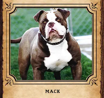 Arntz's Willie Diesel