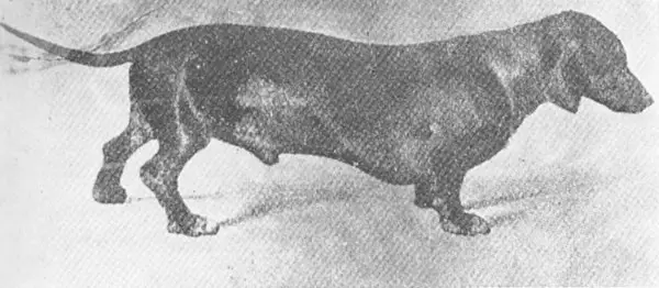 Bergmann vom Rudolfsheim