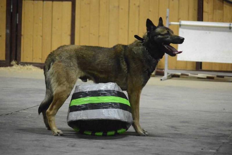 Ring 3 national champion x2 Khirugai's Optimus Pryme