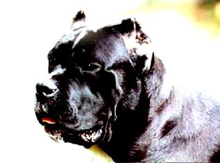 CH.RIP Alice (1999) 112274