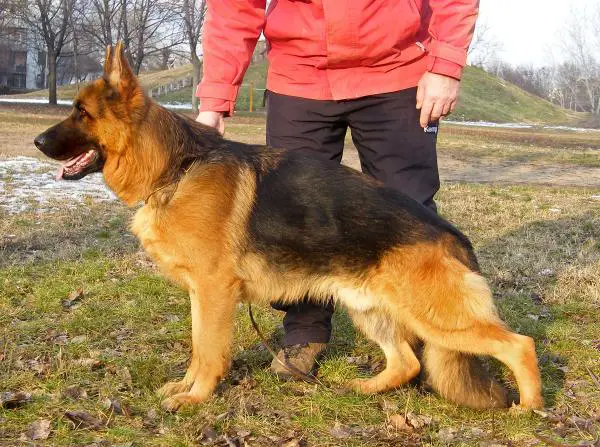 Kai vom Haus Christa