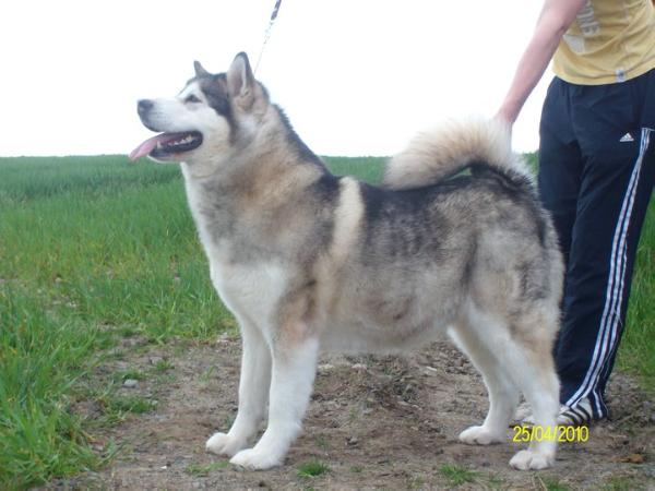 CHERDENE BIJIOU 'FOR LIBERTIA'