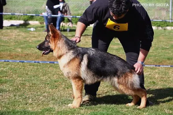 VV1 BALKAN SIEGER Shantos Clever Canin