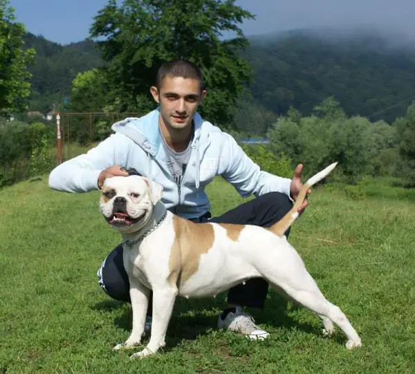 Transilvanian Bulls Yoko of Maddock's