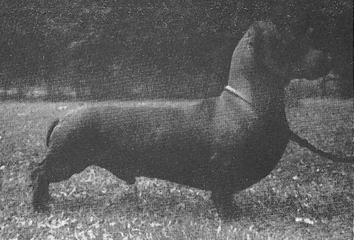 Quern's Golden Sovereign