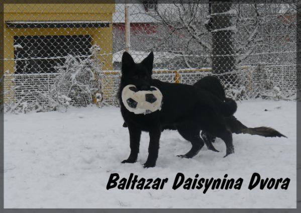 Baltazar Daisynina Dvora