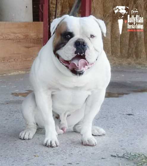 C.K.Hammer de Bullyklan