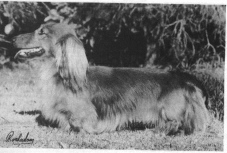 AUST. CH Minard Ned Kelly