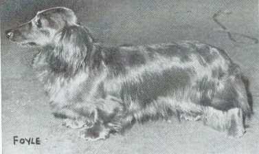 ENG CH Rossglen Elegant