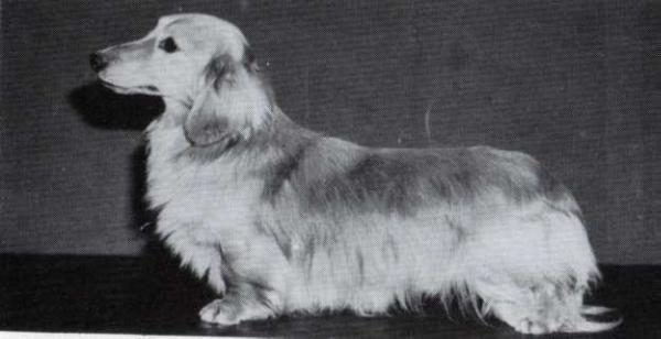 ENG CH Albaney's Palomino ML