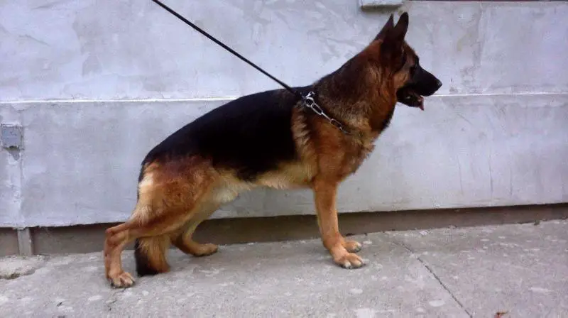 Ali von Grosswardein