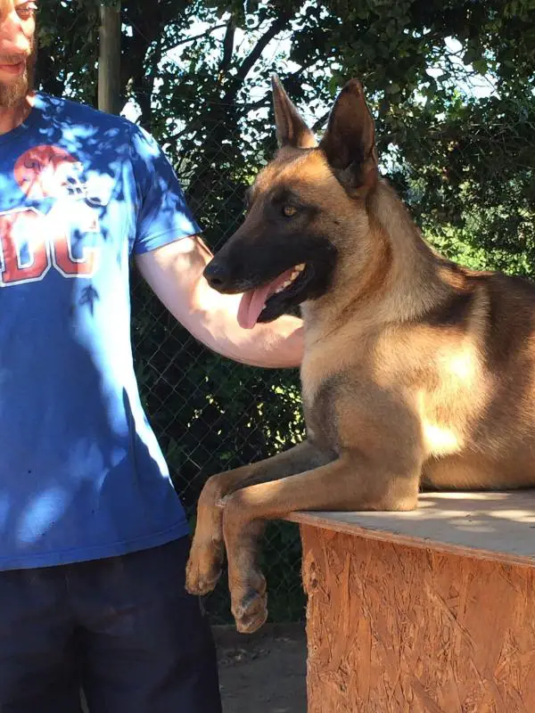 Cheetah van de Verpihoeve