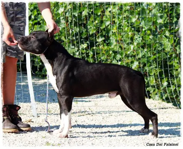 Royal Courts Reflection Of Dallas