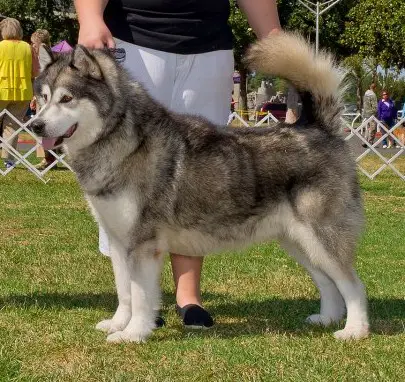 CH Wolfwind's 'N Sync W' U Too