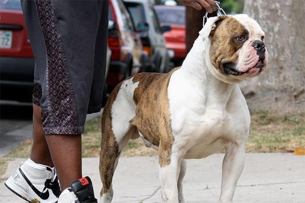 Dion's JOHNBOY of Fastlane