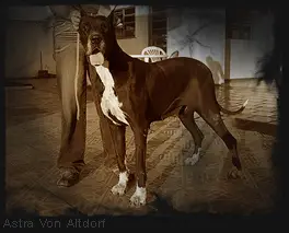 ASTRA VON ALTDORF