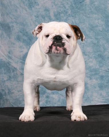 CH (AKC) Cherokee Ultimate Plato