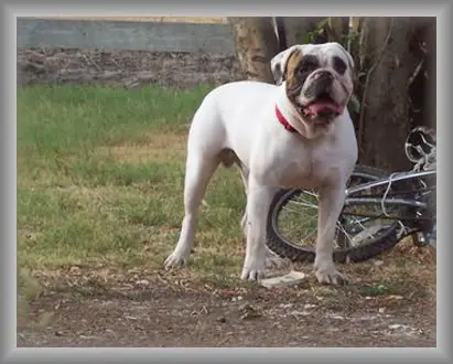 OSB's Rocco the Showstopper