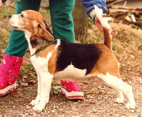 MINETTES MEG OF SALISBURY