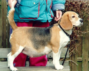 SVANEDAMMENS PRUNELLA