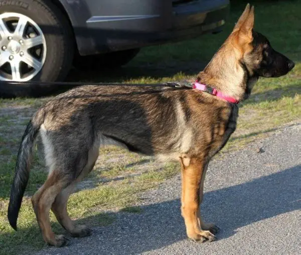 Patti vom Haus Baysden