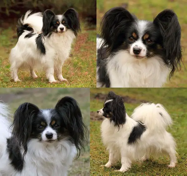 Applaus für Anna von den Kolibris