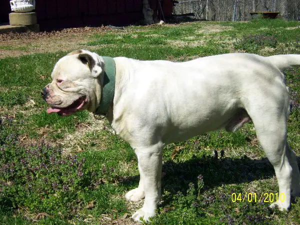 Kehr's Butcher Boy