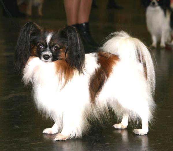 Menines Great Balls of Fire