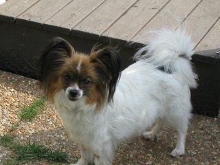 Menines Petite Fleur