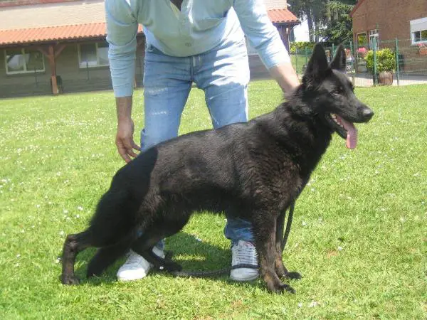 Ianca de parayas