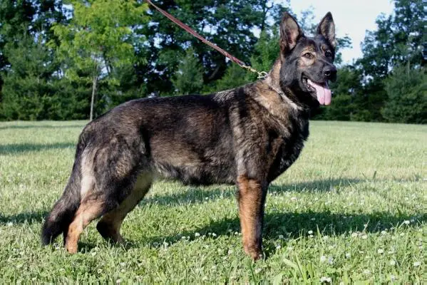 Maruschka von Schone Stadt